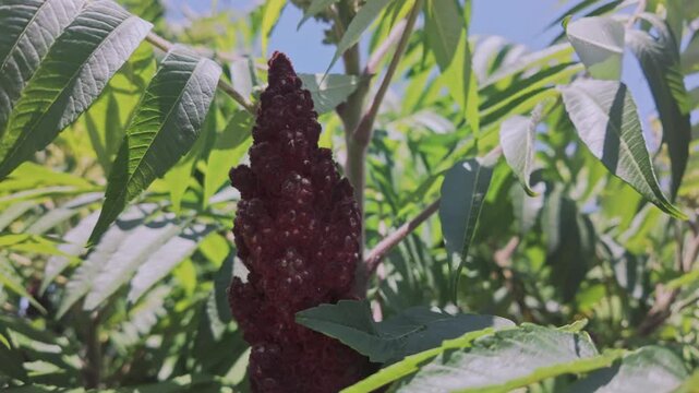 The red fruit, flowers, and foliage of the Sumac tree sway in the wind on a sunny day.