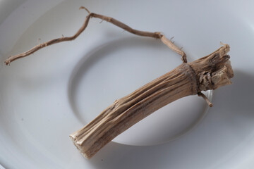 Obraz premium phragmitis rhizoma - COMMON REED ROOT