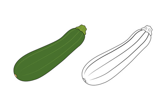 Zucchini Whole Vegetable Vector Set &ndash; Green Squash Clipart and Black White Coloring Page for Kids, Simple Flat Food Illustration