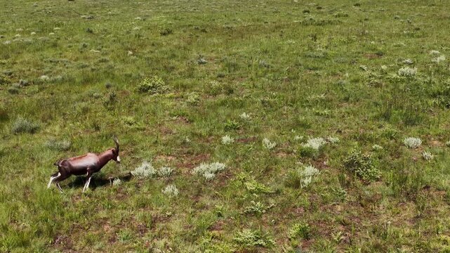 Blesbok ram urinating marking territory then runs off over green field, aerial