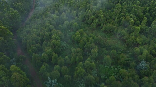 Low mist hanging around canopy of lush green forest of KZN midlands, drone view