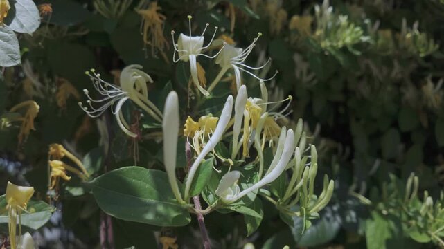 Close-up of Japanese honeysuckle, also known as Golden-and-Silver Honeysuckle (Lonicera japonica), trembling in the wind on a sunny day.