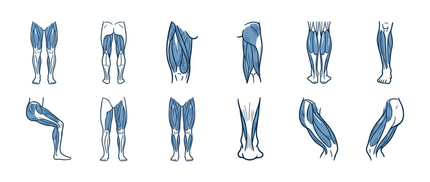 Human leg muscles anatomy illustration showing various views of the muscular structure of the lower limbs.