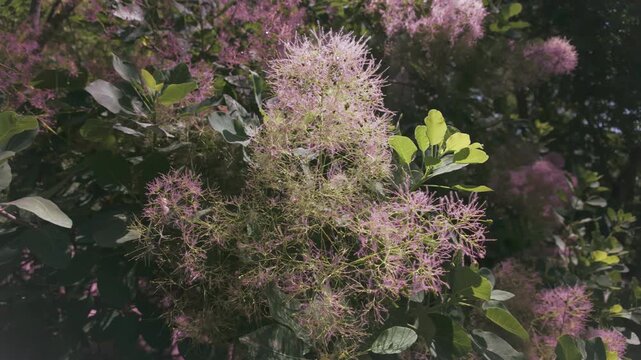 Close-up of pink fluffy seed heads of the Eurasian smoketree, Cotinus coggygria swaying in the breeze on a sunny day