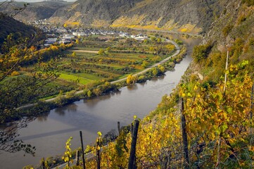 Naklejka premium Vineyards Moselle