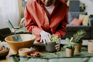 Young adult woman repotting houseplants at home, arranging soil and planter for indoor gardening concept. Close up, fitting home lifestyle, wellness, sustainability marketing