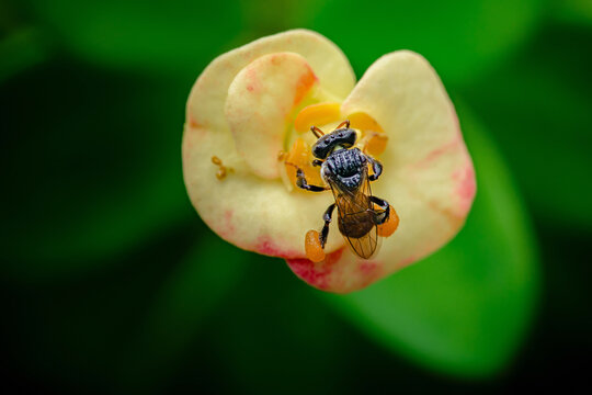 Stingless bee collecting abundant pollen from flower
