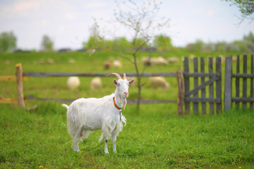 Obraz premium Close up of white goat on summer pasture. Rural ecology and sustainable ranching provide healthy environment for domestic livestock and organic food production.