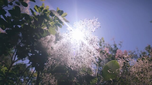 On a sunny day, fuzzy seed heads of Eurasian smoketree, Cotinus coggygria in blue sky background, backlit by sun (God rays), bottom-up view