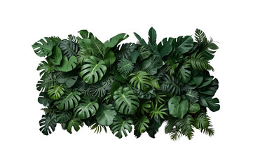 Fototapeta premium Tropical green monstera leaves creating plant wall