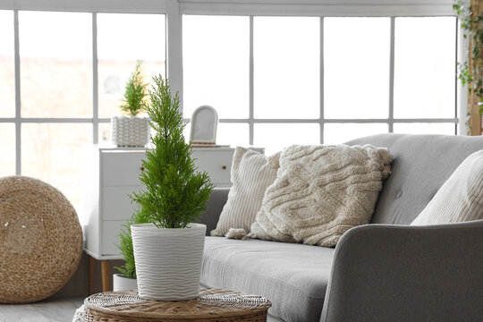 Cypress tree on basket in living room