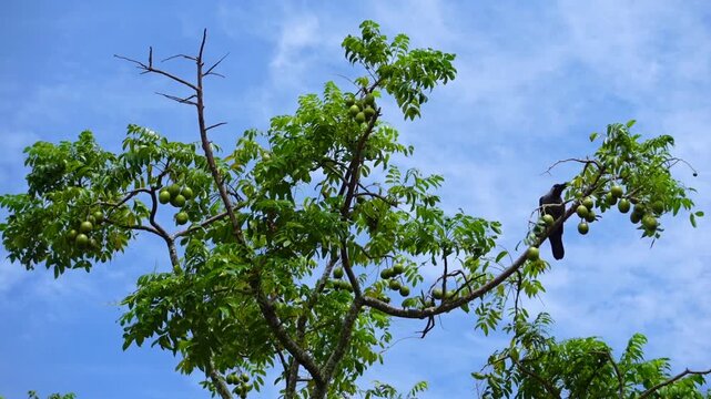 Hog Plum fruit hanging on the tree. Hanging high and green Spondias mombin sour fruit on sky background.