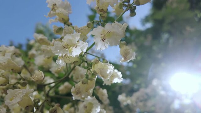 Close-up, flowers of blooming Yellow catalpa or Chinese catalpa (Catalpa ovata) sway in breeze against blue sky on sunny day, backlit by sun