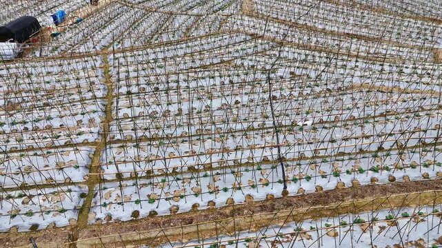 Agricultural Documentary: Winter Melon Seedlings Supported by Bamboo Trellises with Plastic Mulch