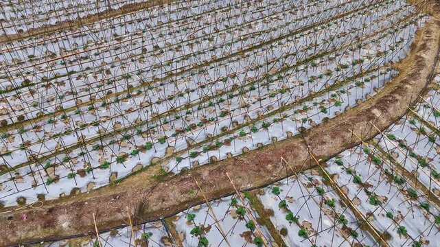  Spring Agricultural Field with Winter Melon Seedlings, Bamboo Trellises, and Plastic Mulch, No People
