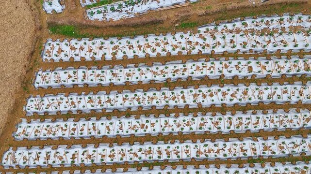 Commercial Footage: Spring Vegetable Farm with Winter Melon Seedlings, Bamboo Trellises, and White Mulch