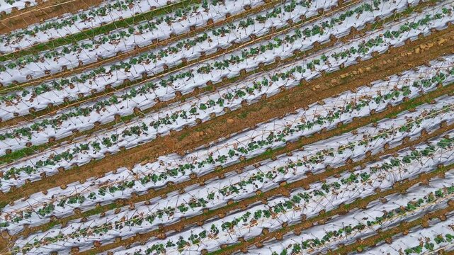 Cinematic Aerial: Rows of Winter Melon Seedlings with Bamboo Supports and White Mulch in Spring