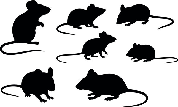 Black rat silhouettes set isolated on white background, multiple poses of rodents, vector style illustration for pest control and wildlife concepts