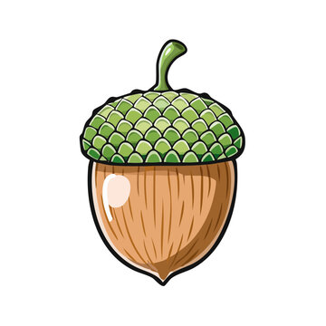 Stylized illustration of a green-capped brown acorn with a textured cap and smooth nut, isolated on white