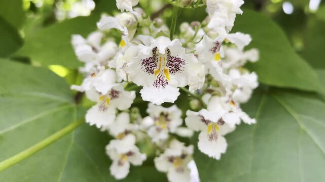 Close-up of inflorescence of colorful flowers bloom on Catalpa trees swaying in breeze.