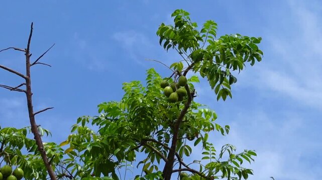 Hog Plum fruit hanging on the tree. Hanging high and green Spondias mombin sour fruit on sky background.
