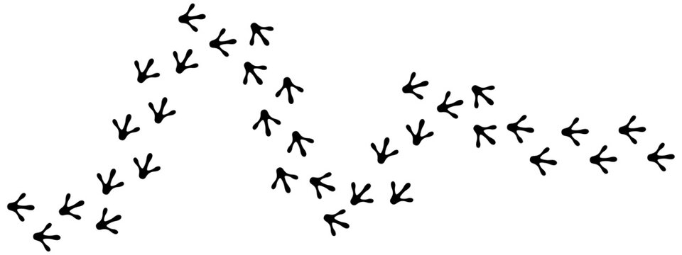 Black silhouette graphic with curved path of paw prints, representing the walking tracks of a bird