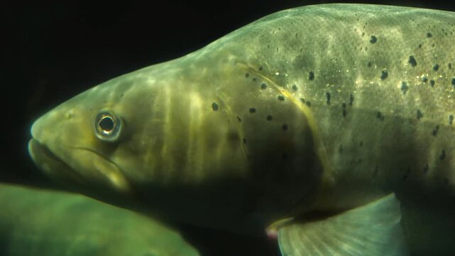 Close up trout head underwater floating in the river tide