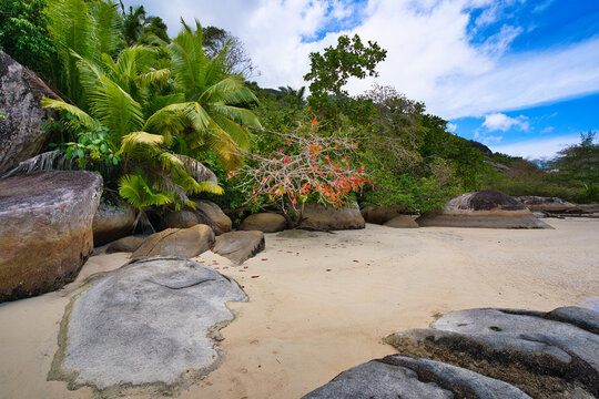 Huge granite stones near the white sandy beach, lush forest at cap ternay, Mahe, Seychelles