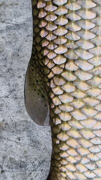 coregonus maraena large specimen on a measure board marena whitefish