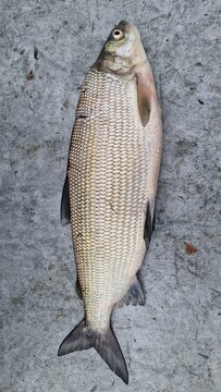 coregonus maraena large specimen on a measure board marena whitefish