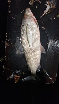 coregonus maraena large specimen on a measure board marena whitefish