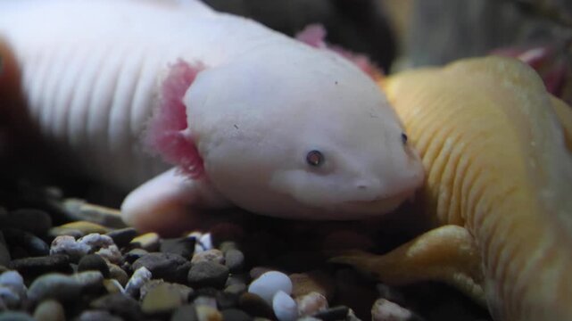 Close up of two mexican salamanders axolotl resting on the seabed underwater