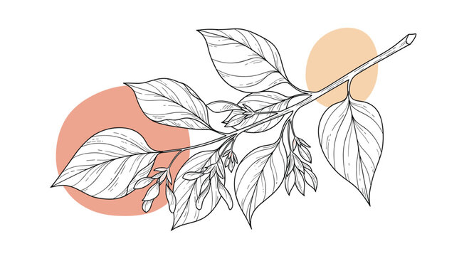 Botanical line drawing of a flowering tree branch with delicate leaves and buds over abstract peach and orange circles on a white background.