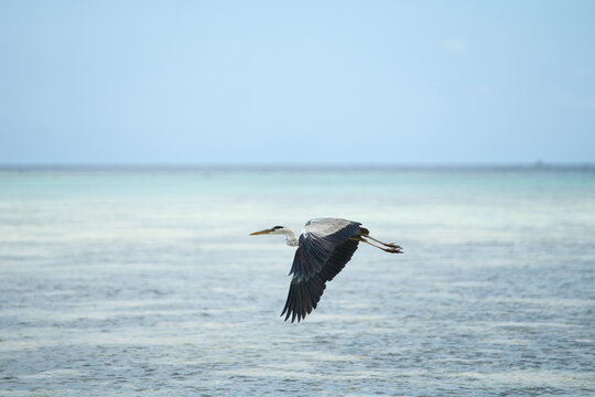 ingle Gray heron bird flying near the ocean water, at cap ternay, Mahe, Seychelles.