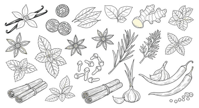 Detailed collection of hand drawn culinary herbs and spices including cinnamon, garlic, chili, mint, and star anise in line art.