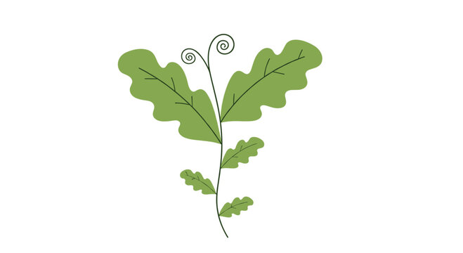 Oak sapling illustration shows a young tree with several green lobed leaves growing from a thin brown stem in a simple style.
