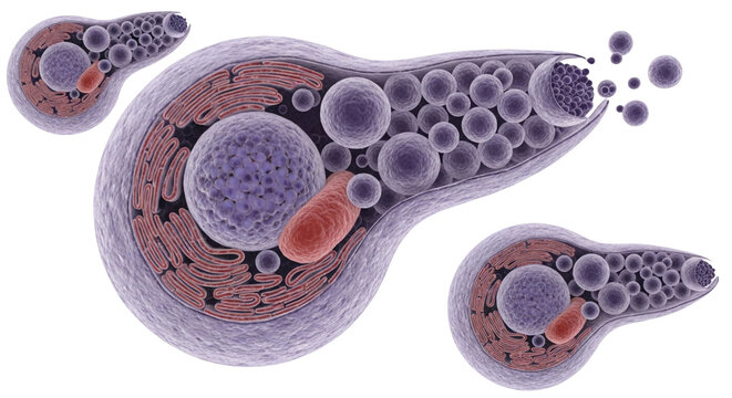 Golgi Apparatus Structure | Detailed Cell Organelle Medical Illustration - Royalty Free