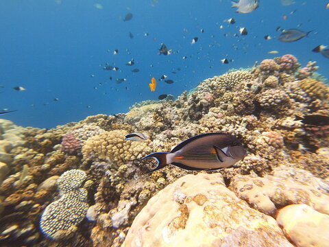 sohal surgeonfish Acanthurus sohal or sohal tang, is an endemic from the Red Sea and Persian Gulf. A single record was reported in 2017 from the eastern Mediterranean Sea, a likely result of aquariu