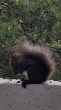 adorable dark brown squirrel with fluffy tail sitting on concrete ledge and eating nuts, with lush green pine trees providing natural, serene backdrop for this charming wildlife scene. close up. verti