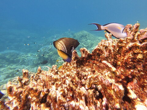 Cephalopholis argus, the peacock hind, roi, bluespotted grouper, and celestial grouper, is a species of marine ray-finned fish, a member of the subfamily Epinephelinae, the groupers	