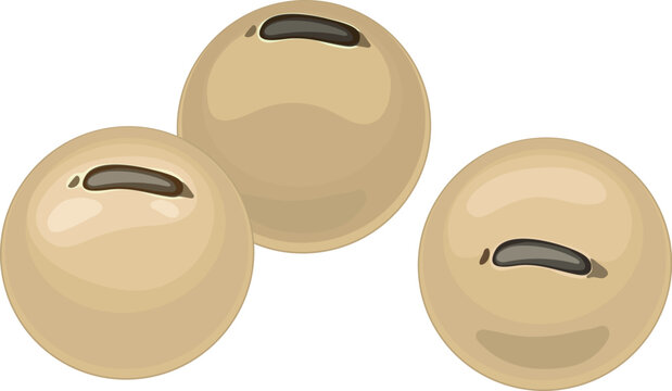 Soybeans (Glycine max) seeds isolated on white