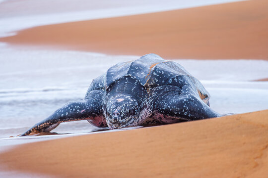 Leatherback sea turtle (Dermochelys coriacea) female coming ashore to lay eggs on a beach in French Guiana.