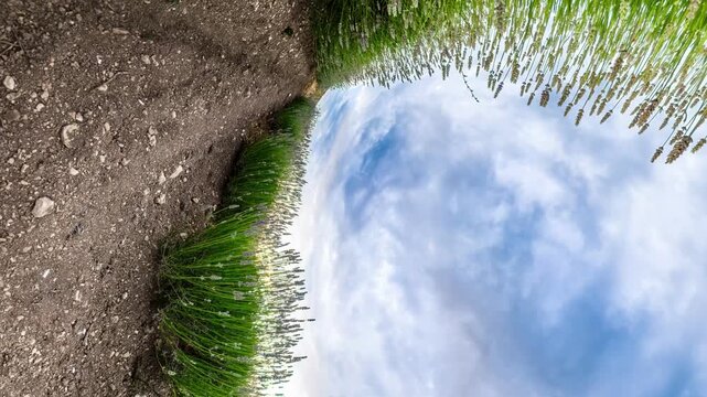 Lavender field nature tiny planet view of blooming lavender bushes under a blue sky with soft white clouds