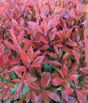Fondo con textura con vista de cerca de hojas y ramas de un arbusto fotinia (Photinia Red Robin), en jard&iacute;n de parque p&uacute;blico 