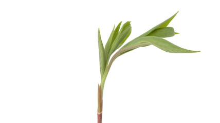 Fototapeta premium Green plant with leaves sprout stem isolated on a transparent background