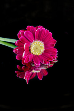 A deep pink gerbera daisy refection with a black background