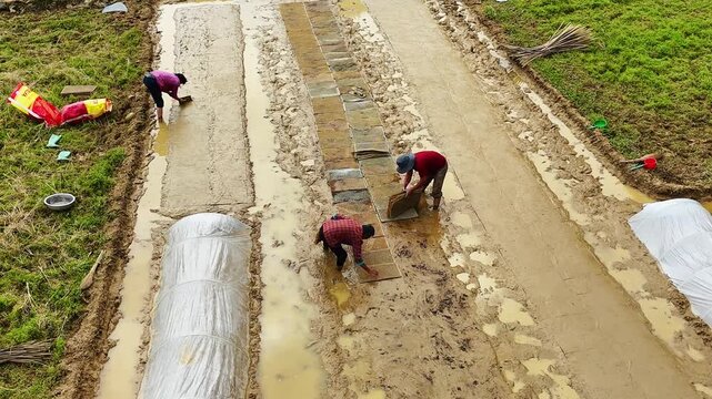 Atmospheric Documentary: Women Bending Over Spring Paddies to Make Rice Seedbeds, Rural China 