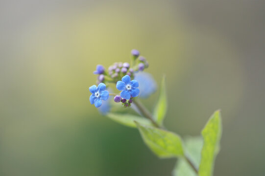 Brunnera macrophylla
