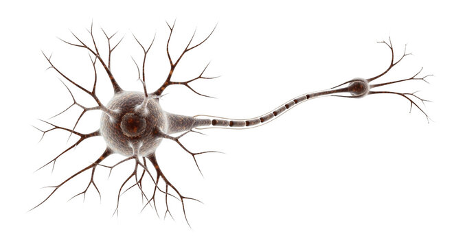 Neuron Cell Anatomy | Detailed Nerve Cell with Dendrites and Axon Medical Illustration - Royalty Free