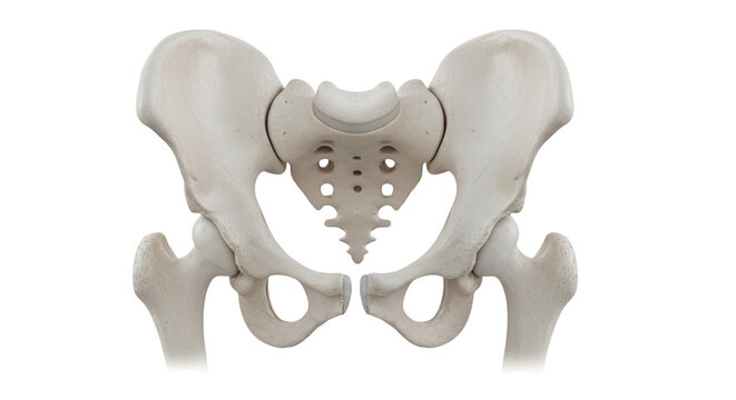 Human Pelvis Bone Anatomy | Detailed Pelvic Girdle Medical Illustration - Royalty Free